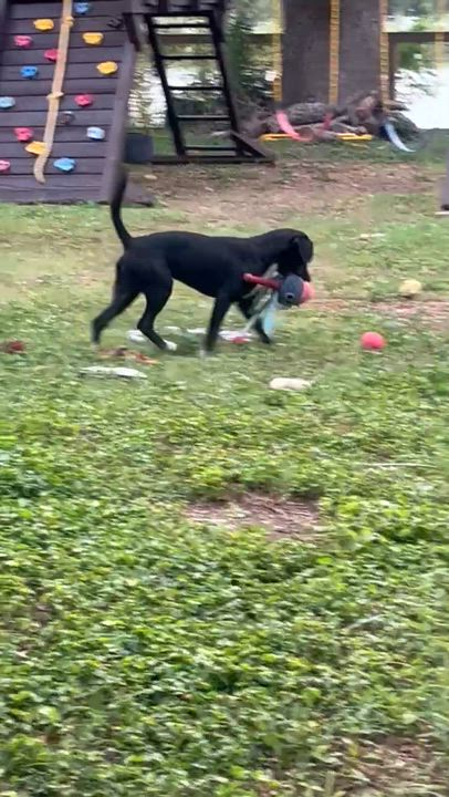Enlarge Neville, an adoptable mixed breed in Willington, CT video 6/6