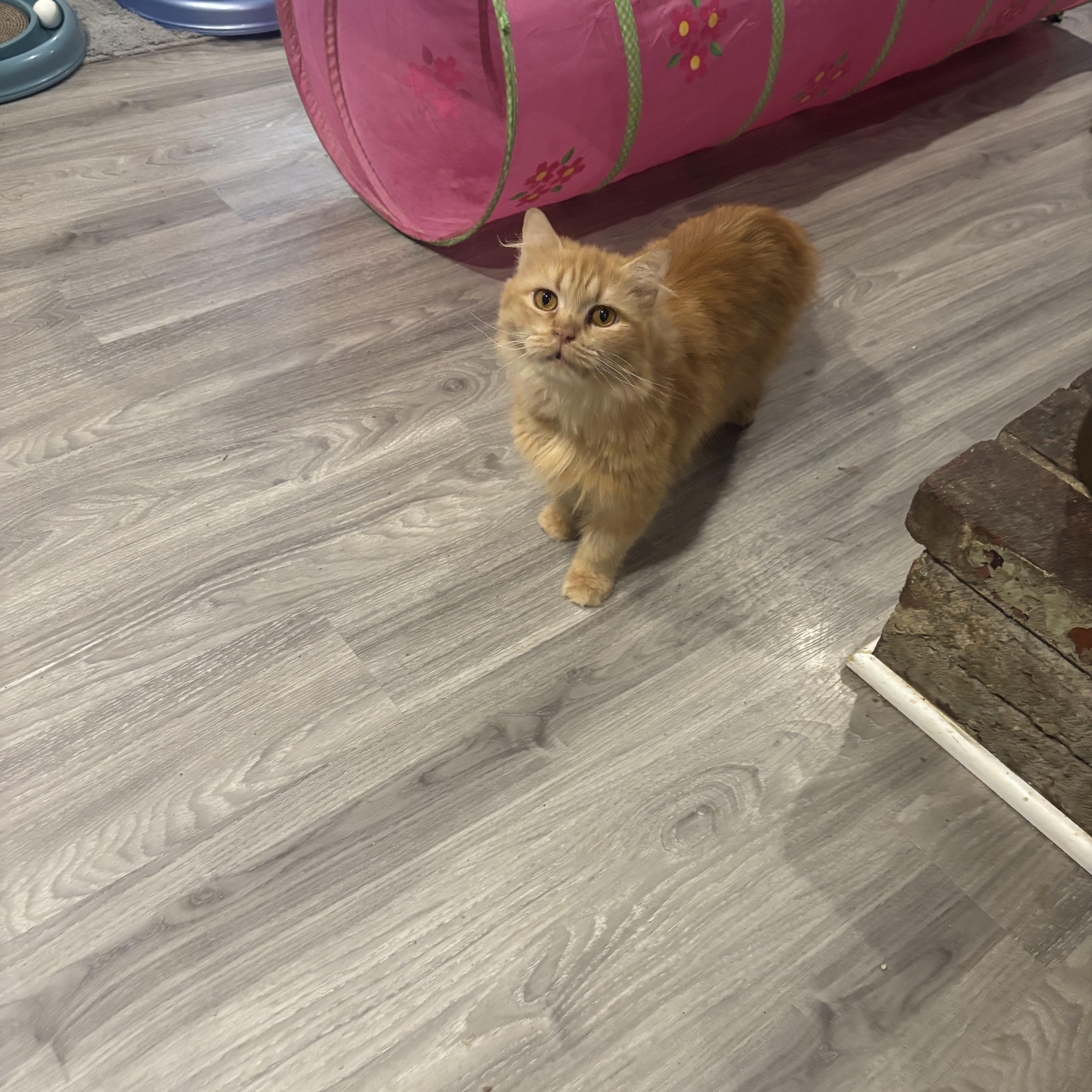Enlarge Shalabo (long hair), a Adoptable Domestic Long Hair in Fairfax, VA image 4/4