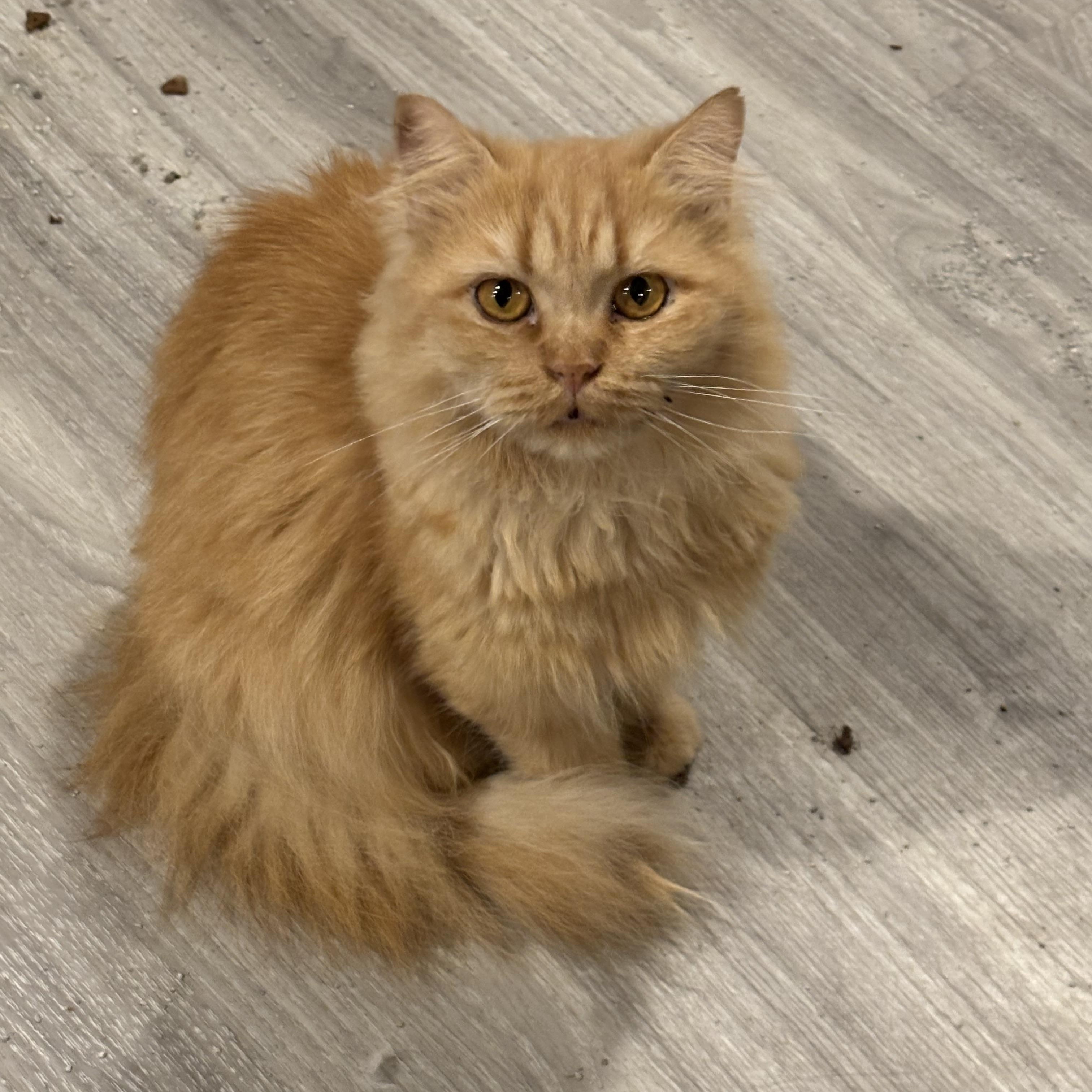 Enlarge Shalabo (long hair), a Adoptable Domestic Long Hair in Fairfax, VA image 1/4