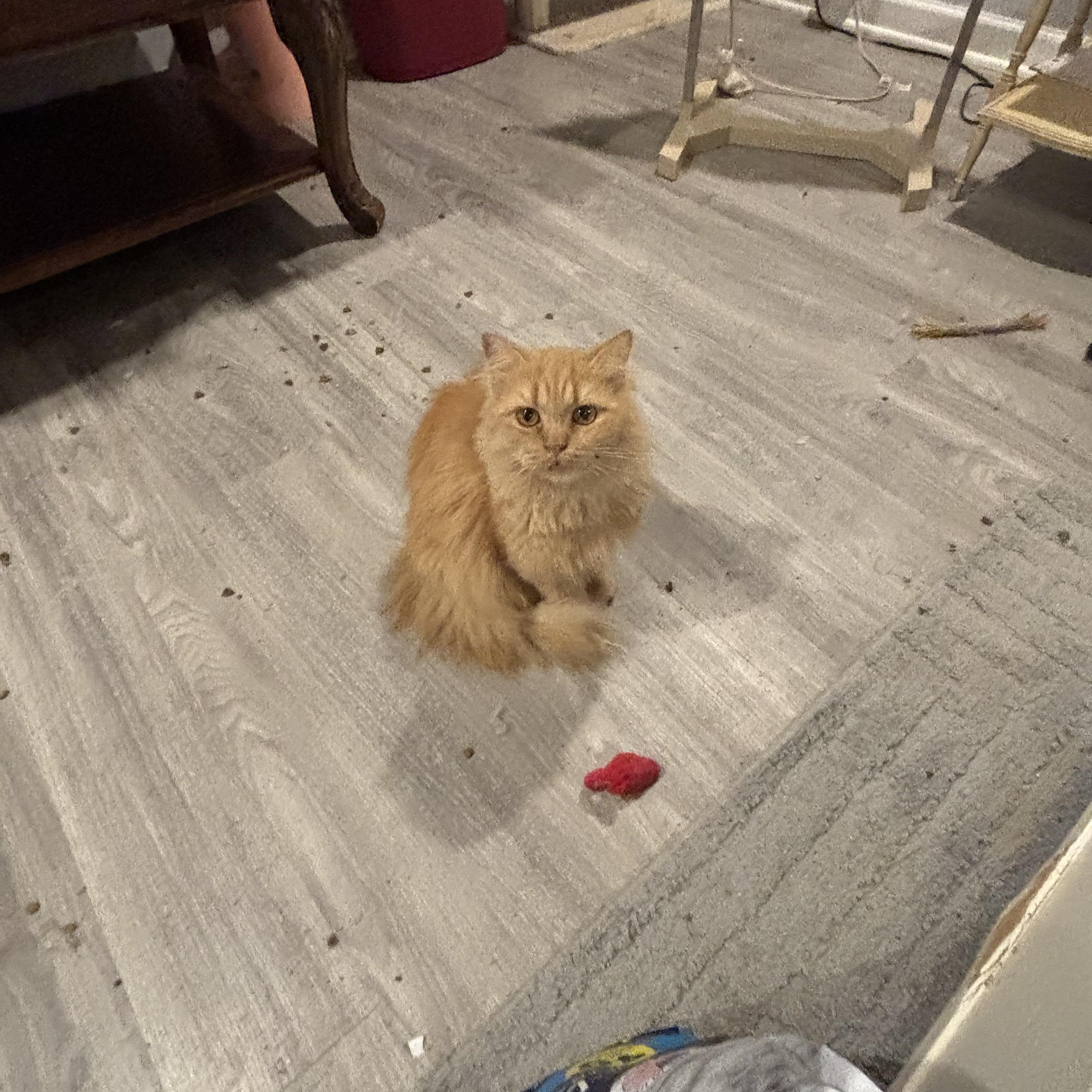 Enlarge Shalabo (long hair), a Adoptable Domestic Long Hair in Fairfax, VA image 2/4