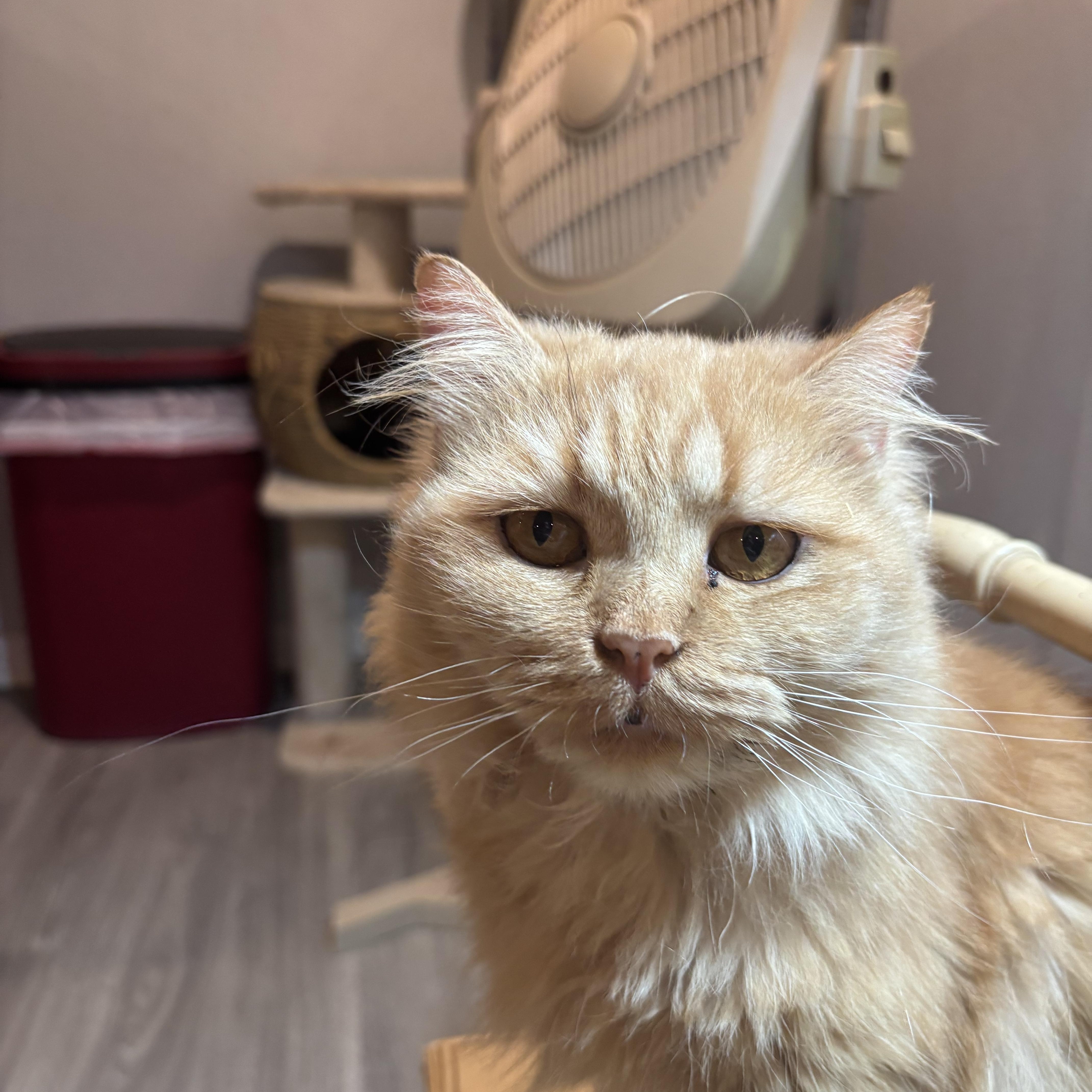 Enlarge Shalabo (long hair), a Adoptable Domestic Long Hair in Fairfax, VA image 3/4