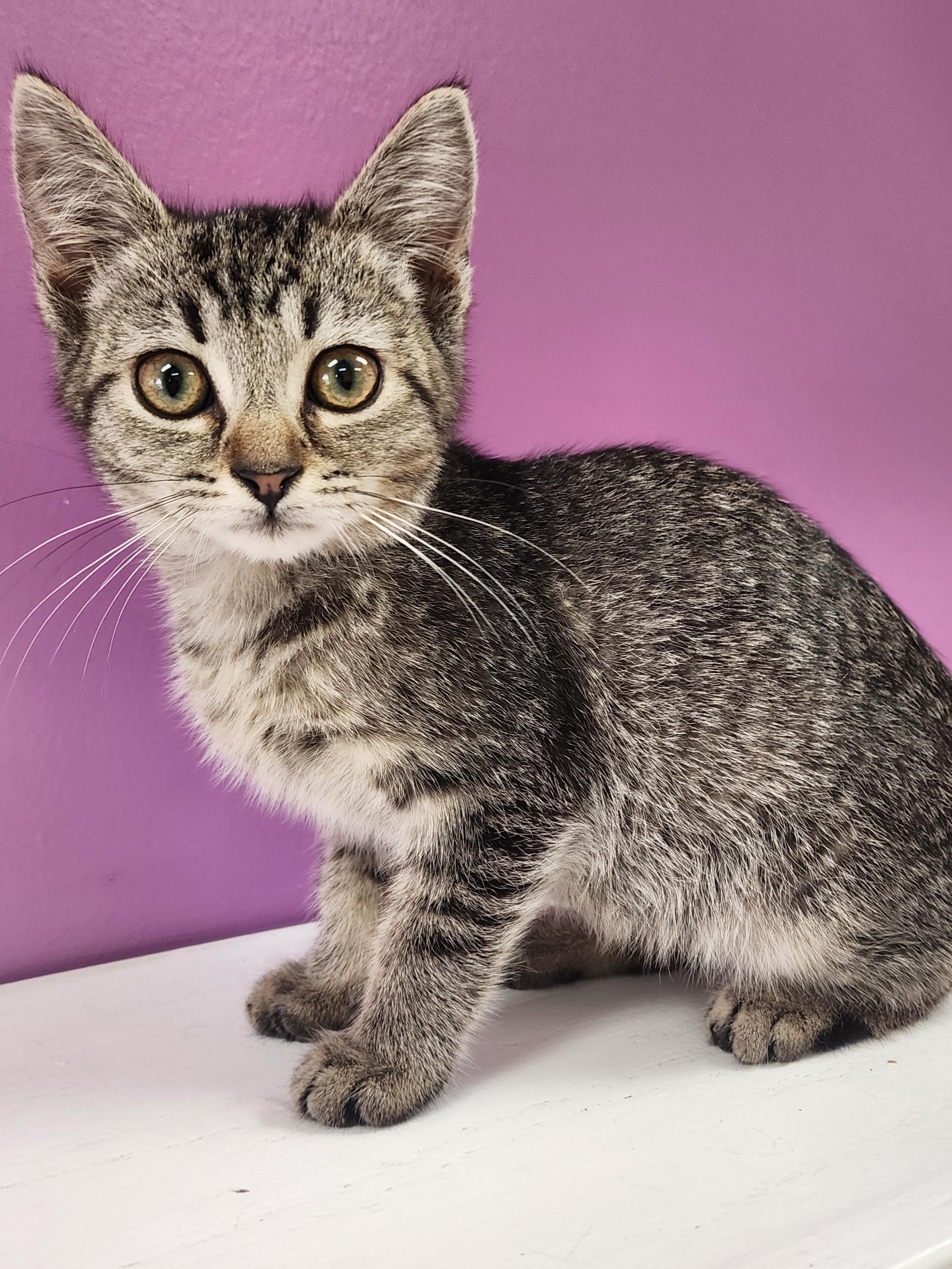 Finn, Adopted, Young Male Domestic Short Hair.