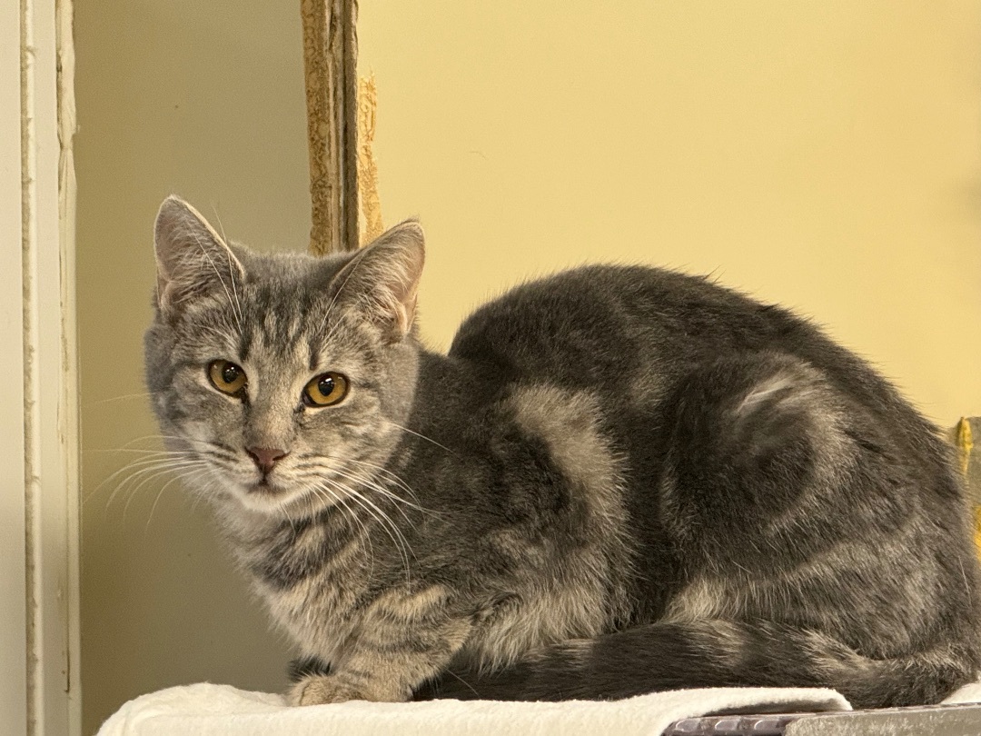 Pharoah, an adoptable Domestic Short Hair in Pottsville, PA_image-1