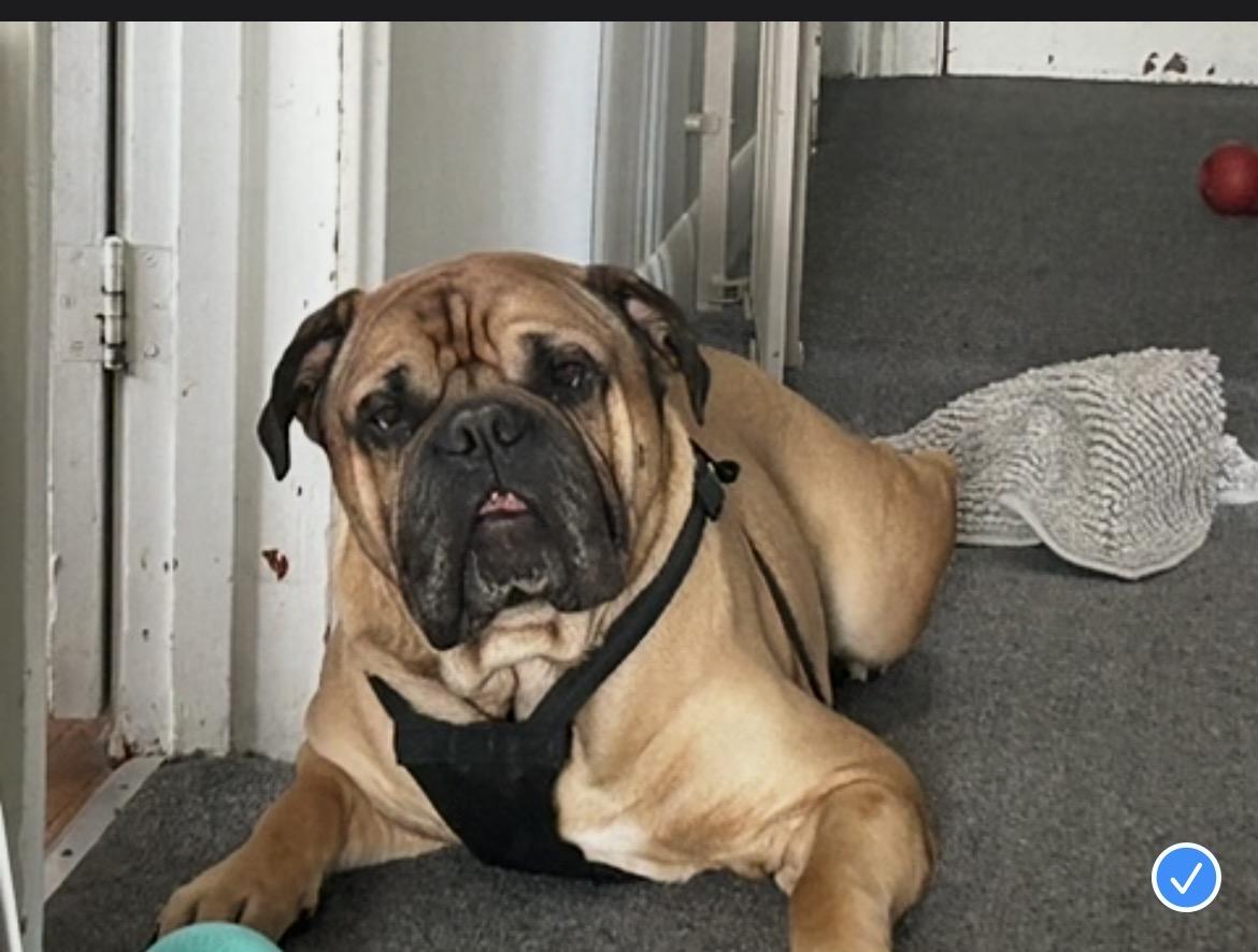 Ruger, ADOPTABLE, Adult Male Bullmastiff.
