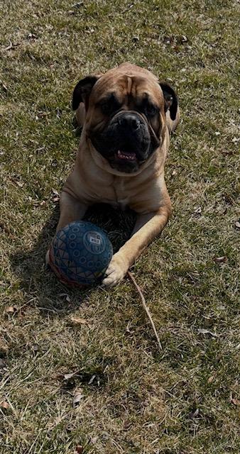 Ruger, a ADOPTABLE mixed breed in Oshawa, ON image 2/5