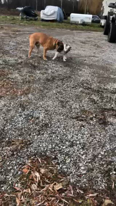 Enlarge Ruger, a ADOPTABLE mixed breed in Oshawa, ON video 4/5