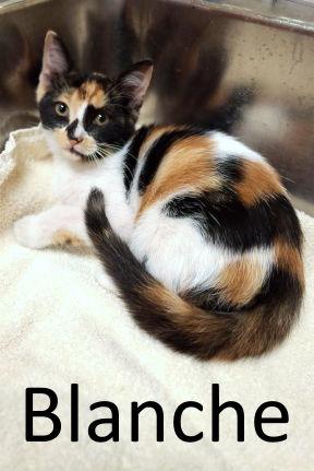 Blanche, Adopted, Kitten Female Calico.