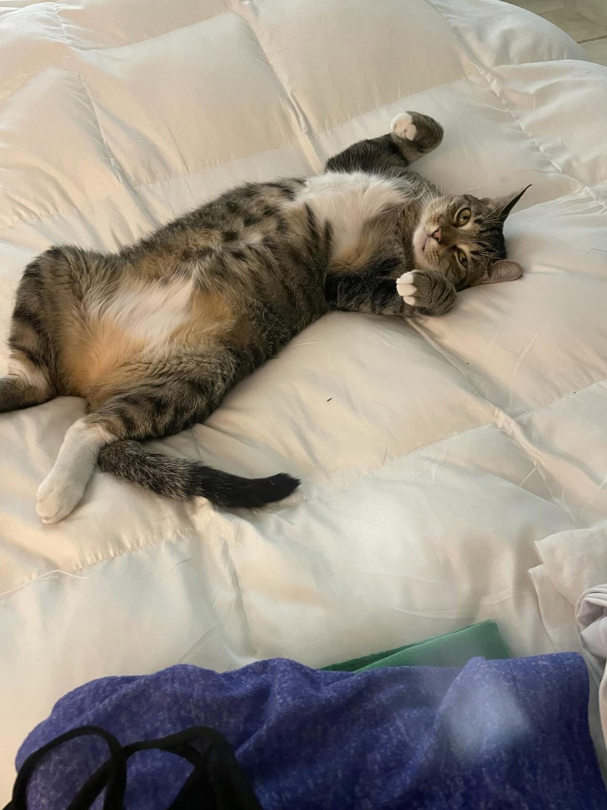 Zz Lucky, Adoptable, Adult Female Domestic Short Hair.