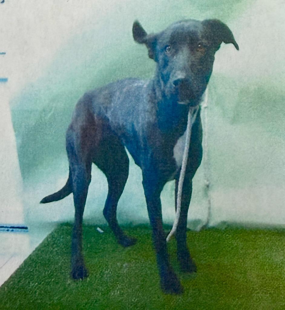 Enlarge Nova Downey, a Adopted mixed breed in San Pedro, CA image 1/1