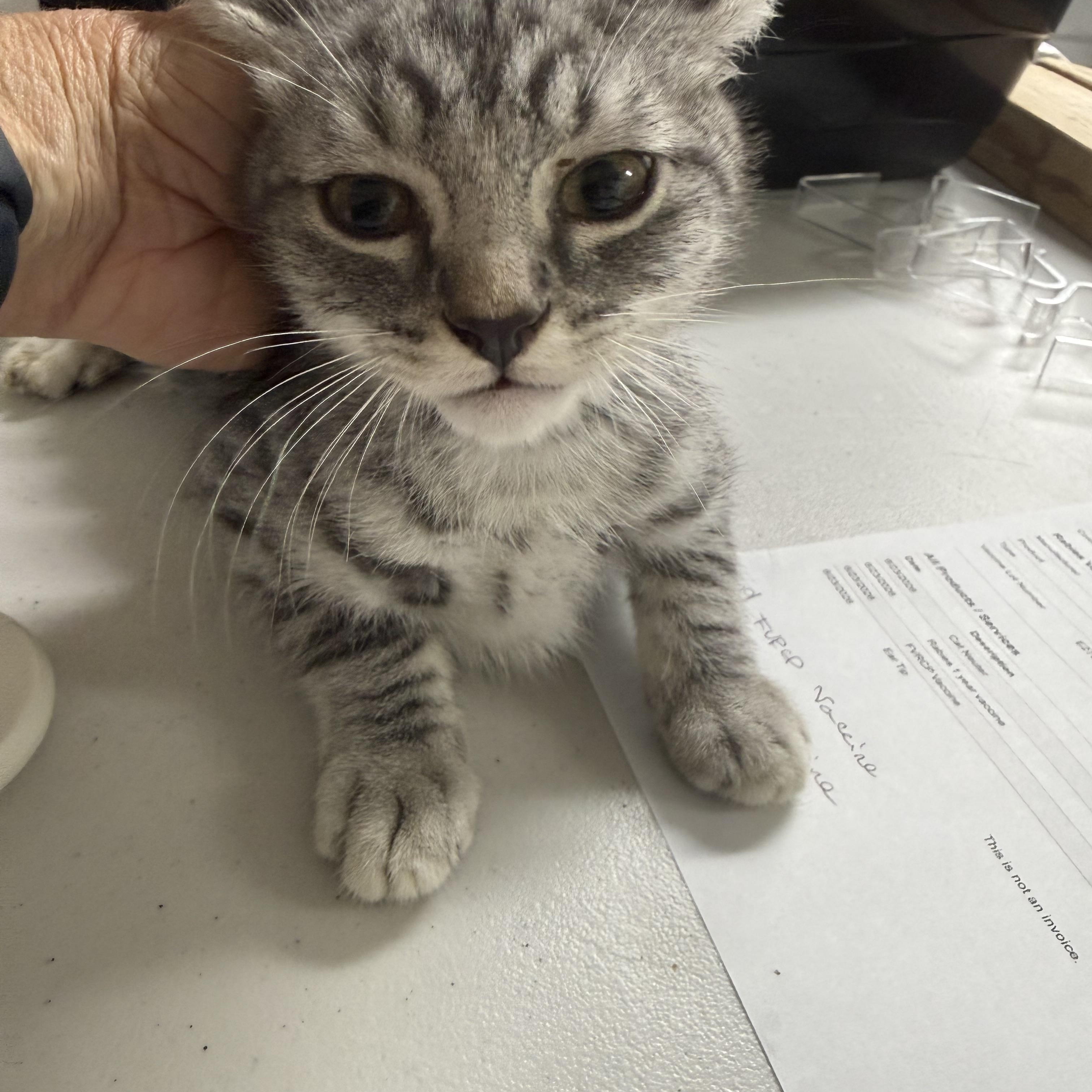 Ding Dong, adopted, Kitten Male Tabby.