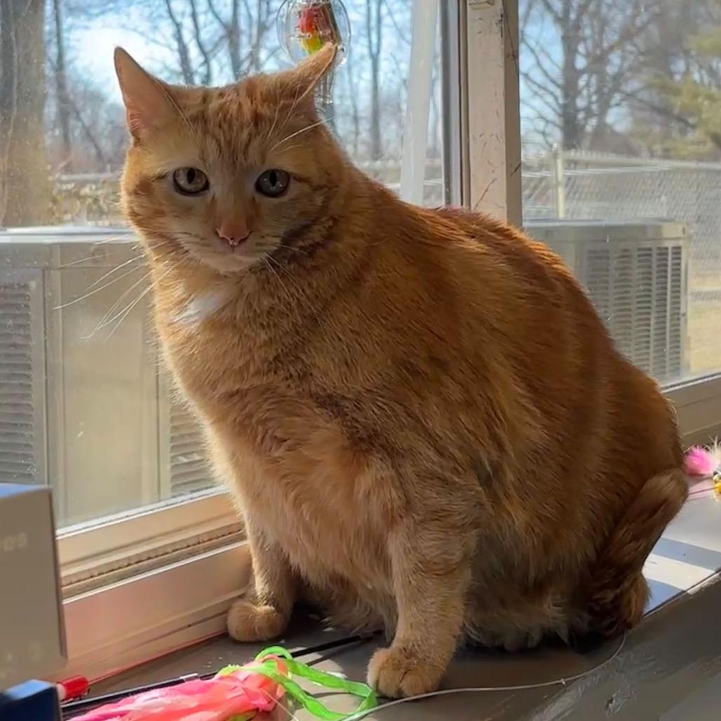 Missy, Adoptable, Adult Female Domestic Short Hair.