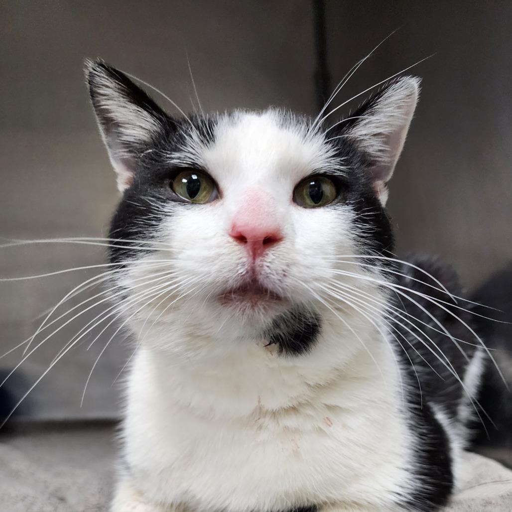 Enlarge Yahtzee, an adopted Domestic Short Hair in Corydon, IN image 1/1