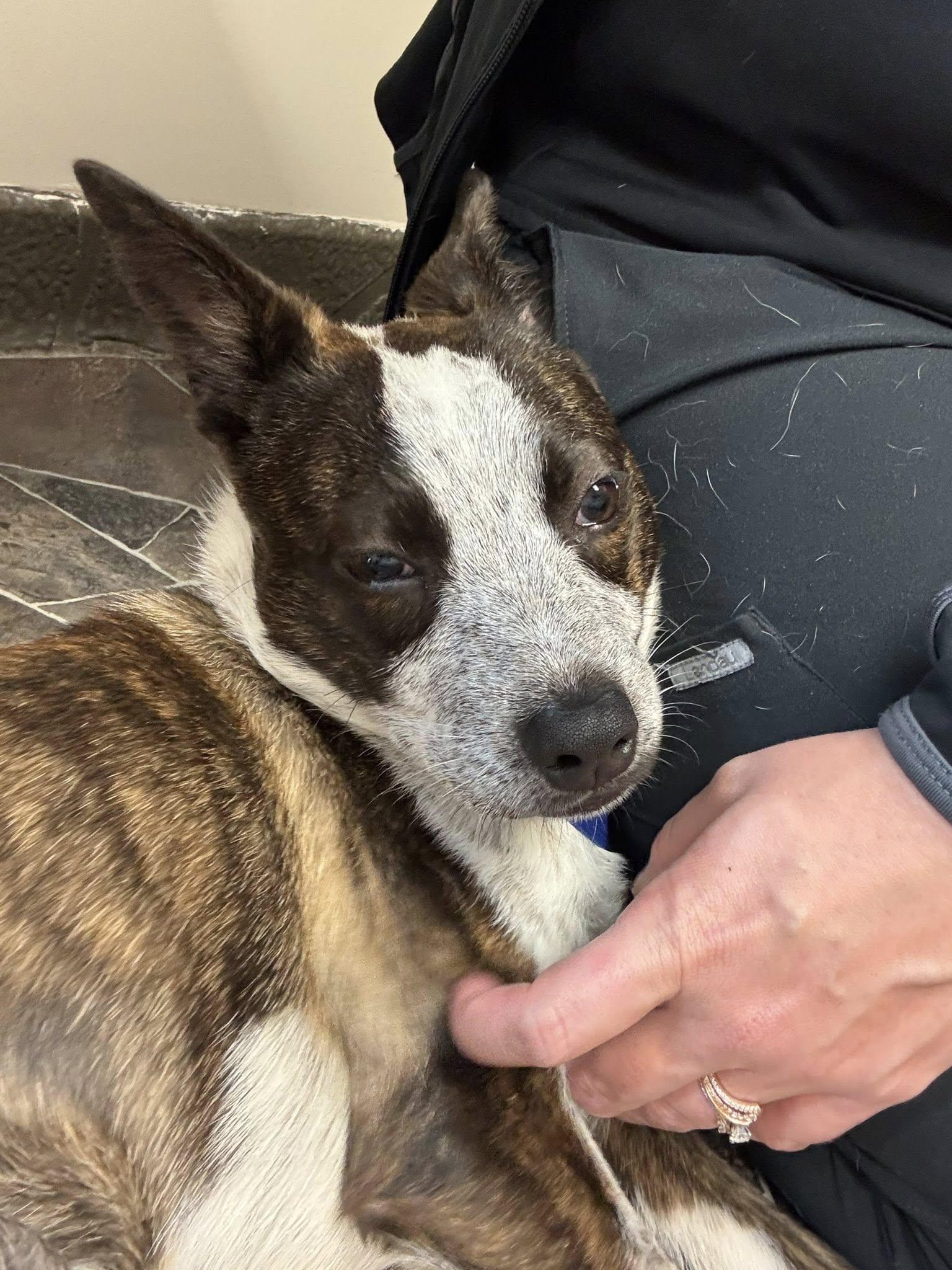 April, a Adoptable mixed breed in Sterling Heights, MI image 5/6