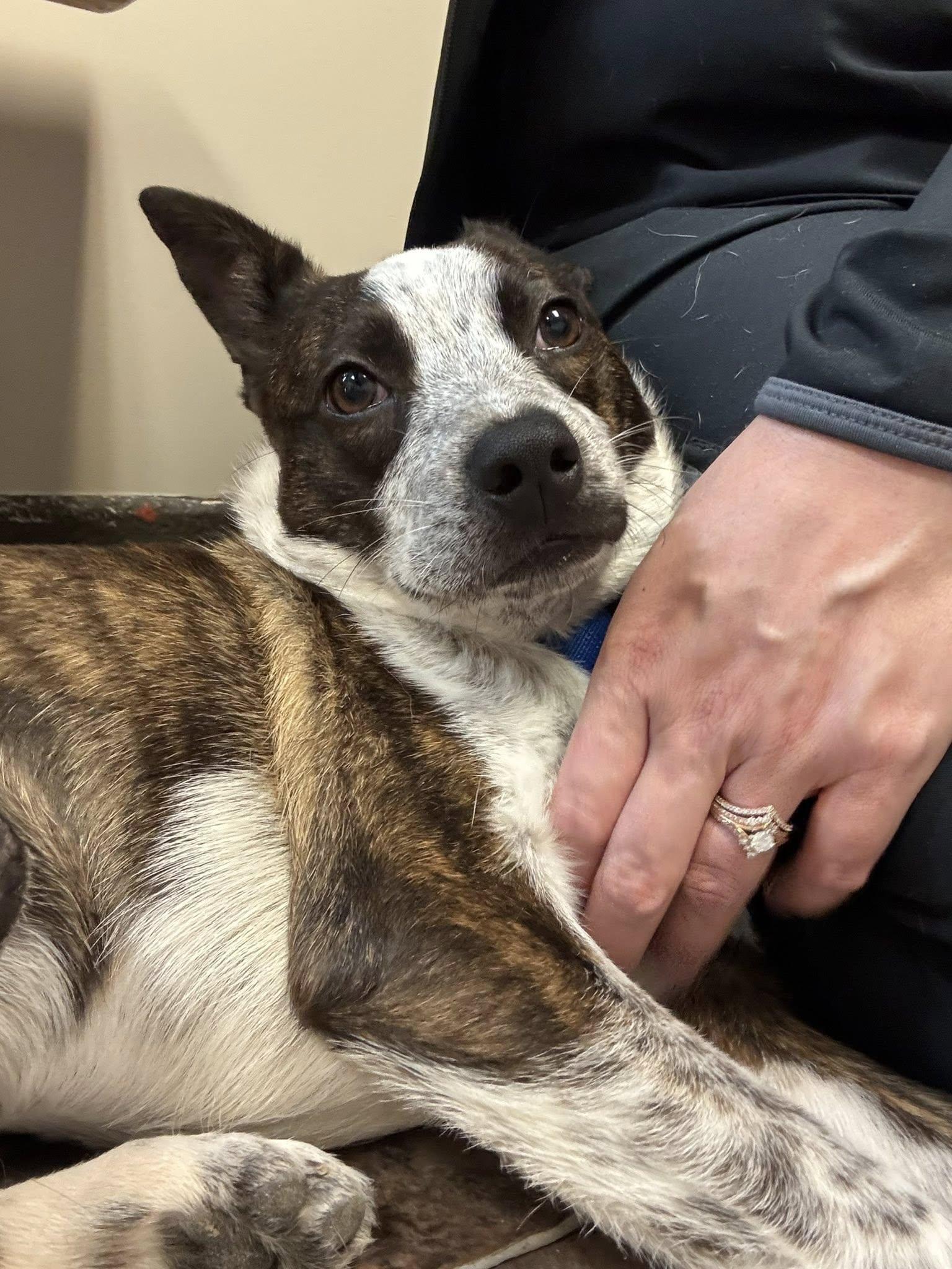 April, a Adoptable mixed breed in Sterling Heights, MI image 4/6