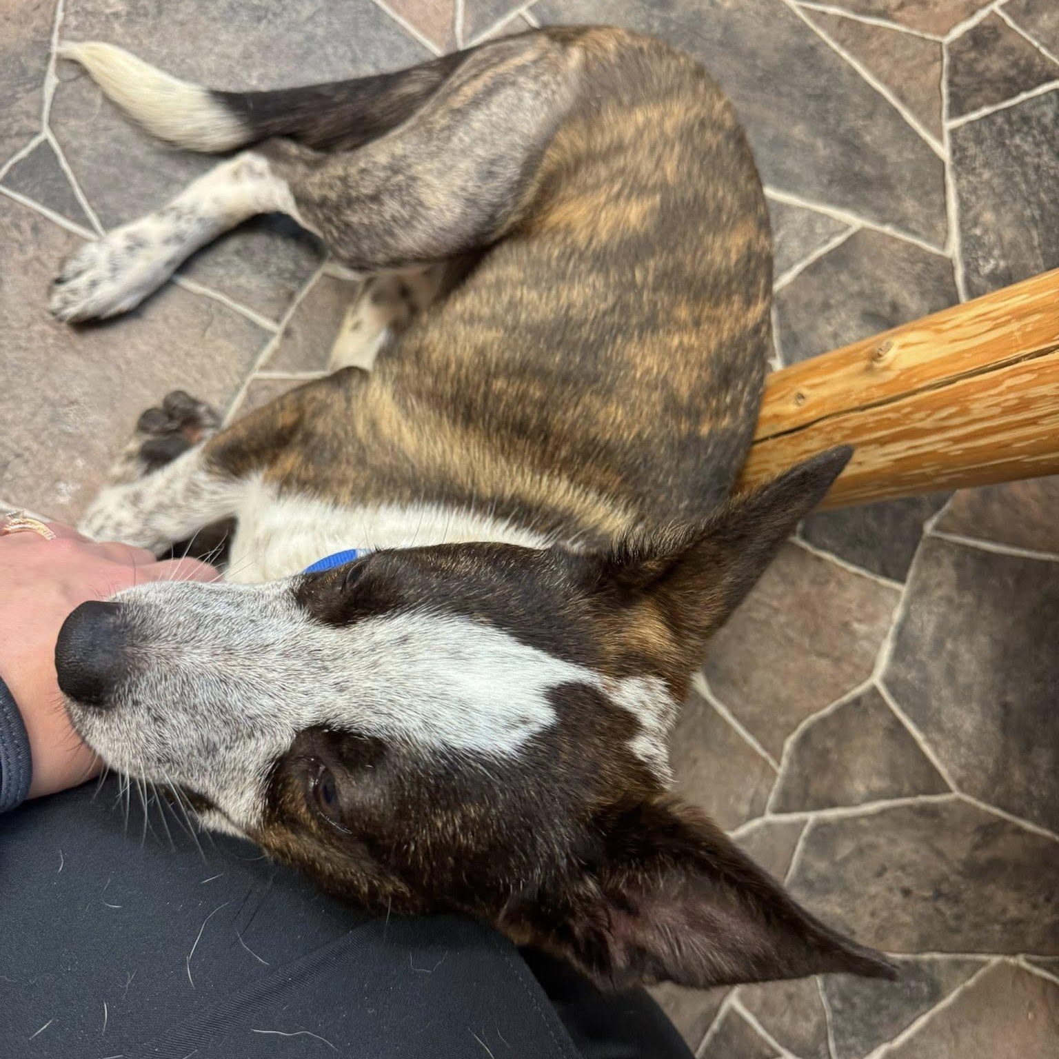 April, a Adoptable mixed breed in Sterling Heights, MI image 6/6