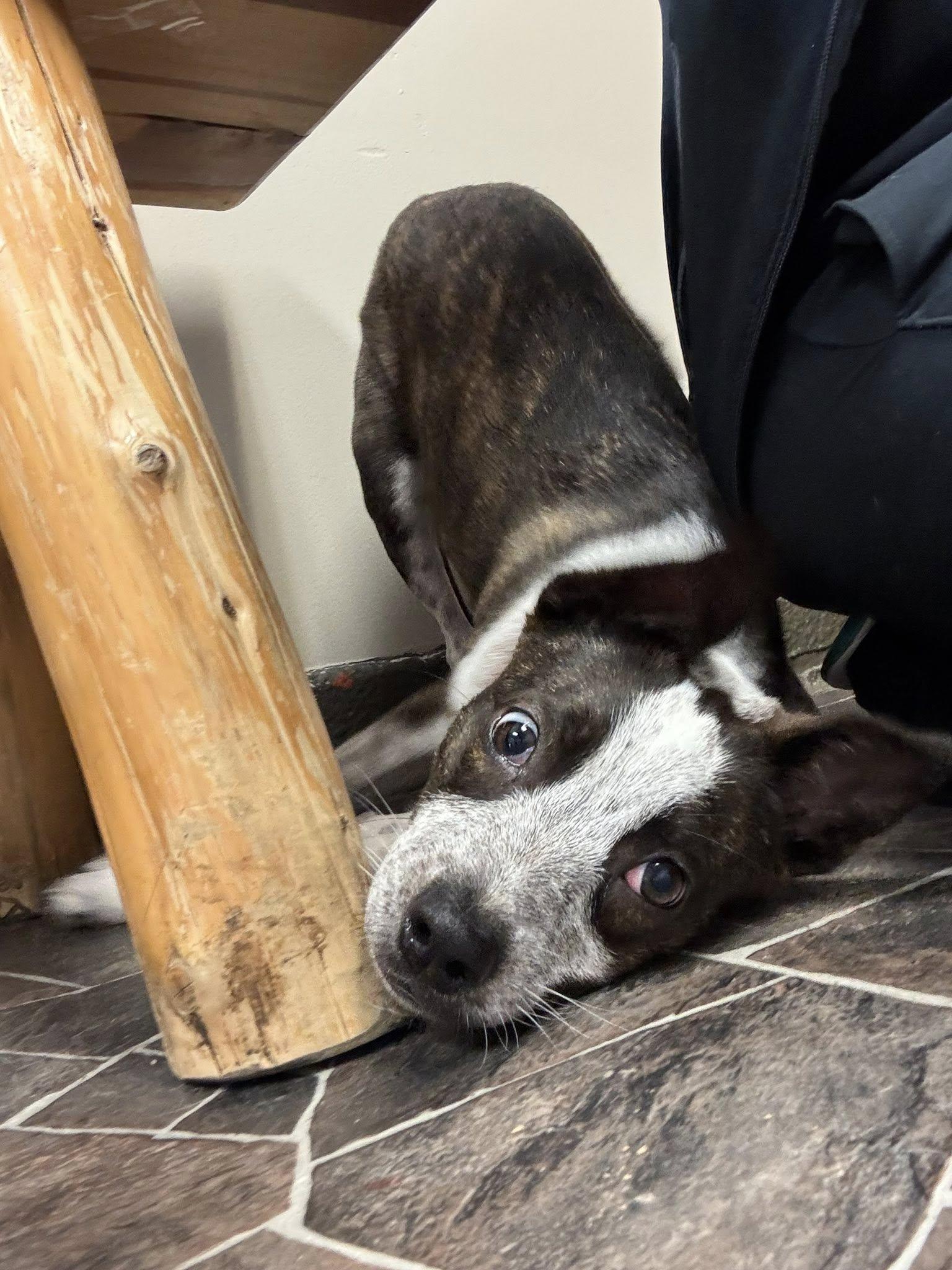 April, a Adoptable mixed breed in Sterling Heights, MI image 1/6