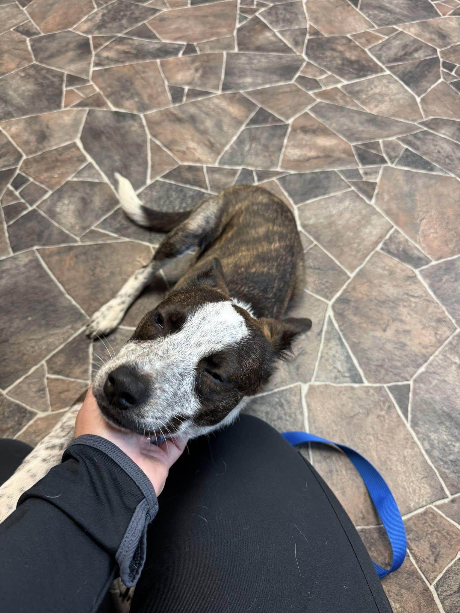 April, a Adoptable mixed breed in Sterling Heights, MI image 3/6