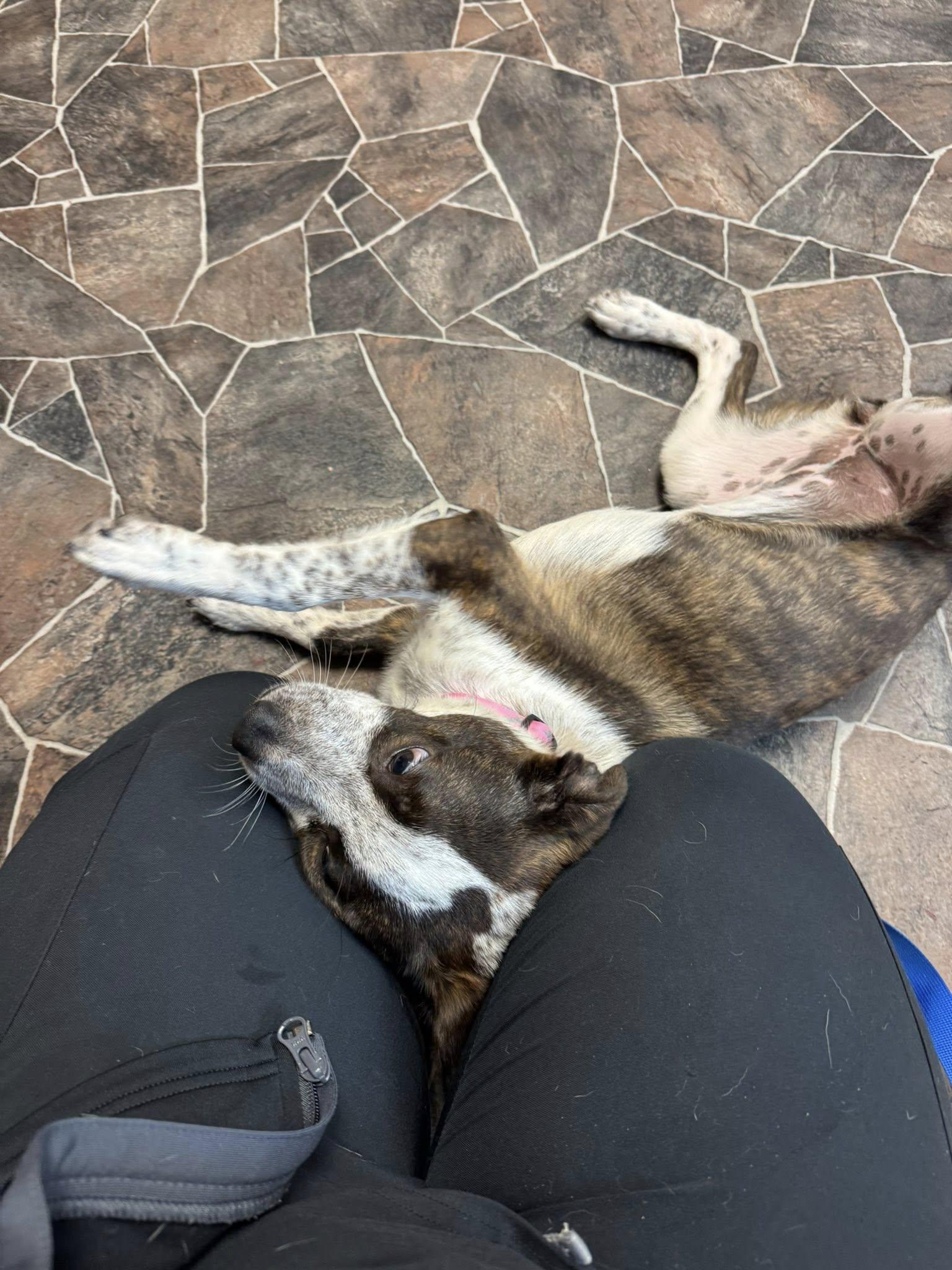 April, a Adoptable mixed breed in Sterling Heights, MI image 2/6