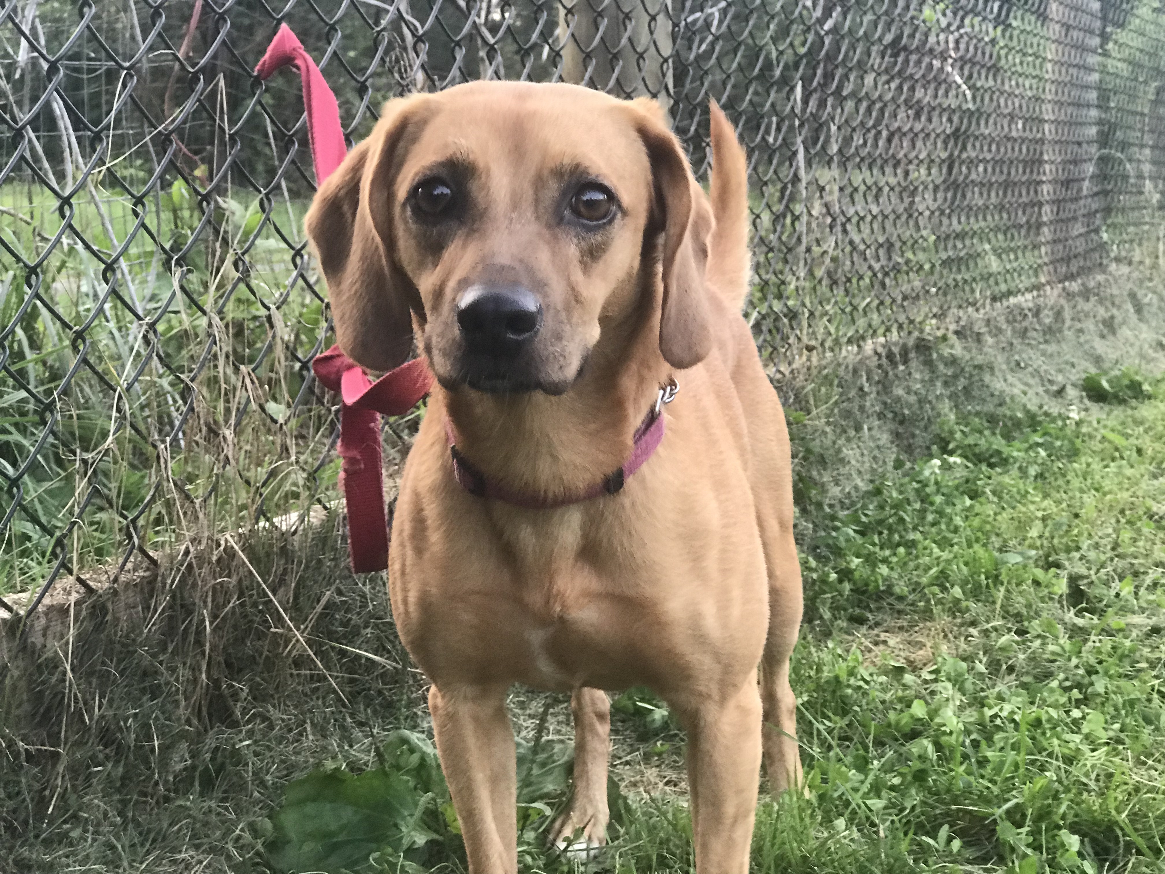 Pumpkin, a Adoptable mixed breed in Limekiln, PA image 2/8