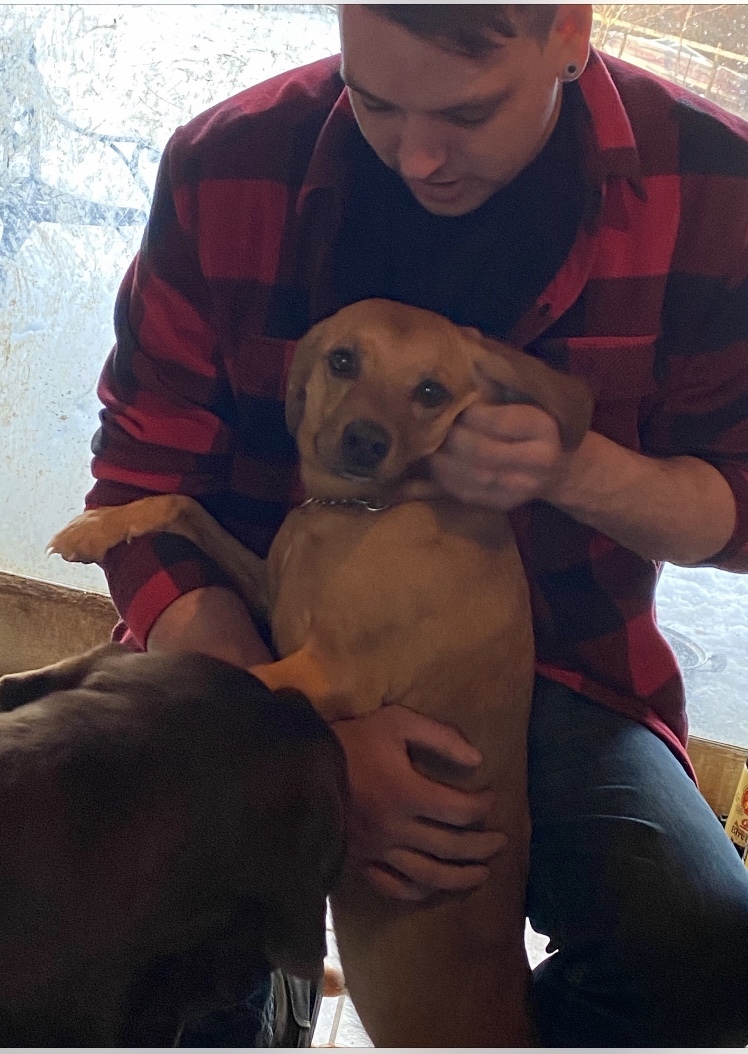 Pumpkin, a Adoptable mixed breed in Limekiln, PA image 3/8