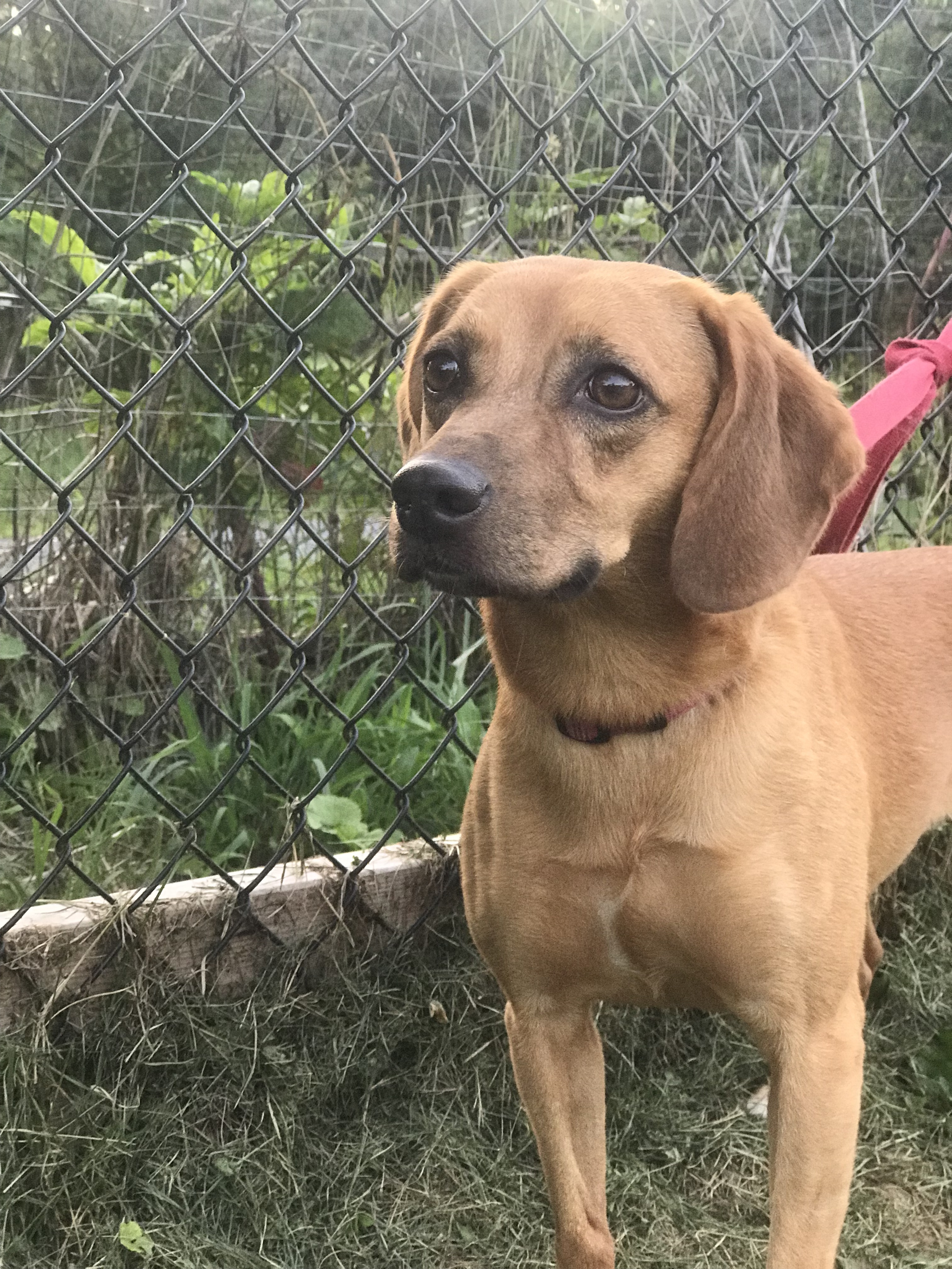 Pumpkin, a Adoptable mixed breed in Limekiln, PA image 4/8
