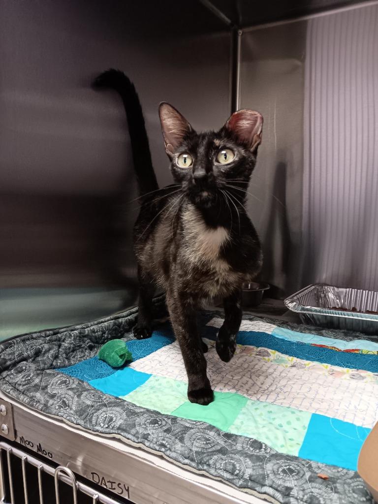 Pasta Sauce, Adoptable, Young Female Domestic Short Hair.