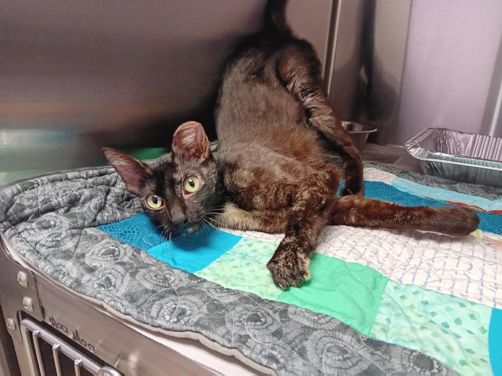 Pasta Sauce, a Adoptable mixed breed in New Braunfels, TX image 2/2
