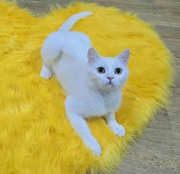 Marshmallow thumbnail 3