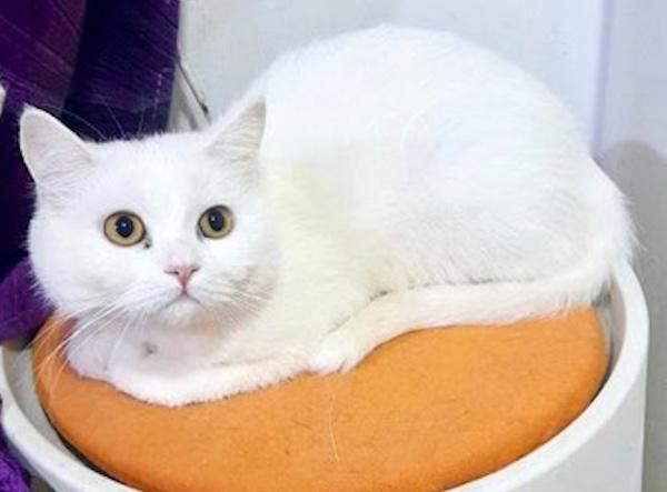 Marshmallow thumbnail 2