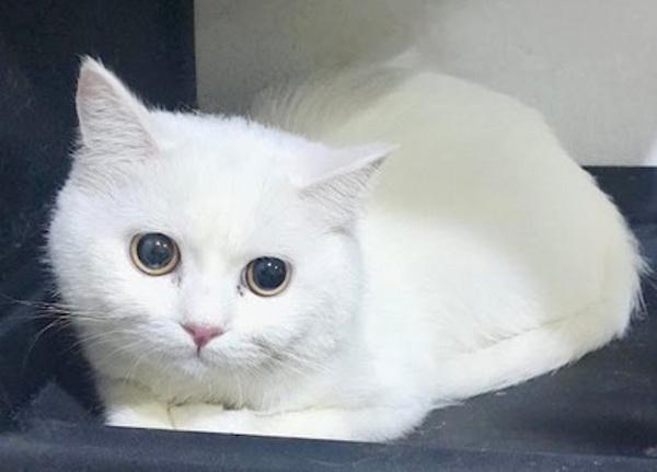 Marshmallow thumbnail 4