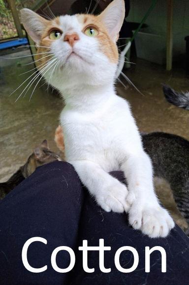 Cotton, Adopted, Young Male Domestic Short Hair & Tabby.