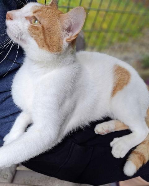 Enlarge Cotton, a Adopted mixed breed in Mountain View, AR image 2/3