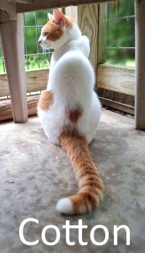 Enlarge Cotton, a Adopted mixed breed in Mountain View, AR image 3/3