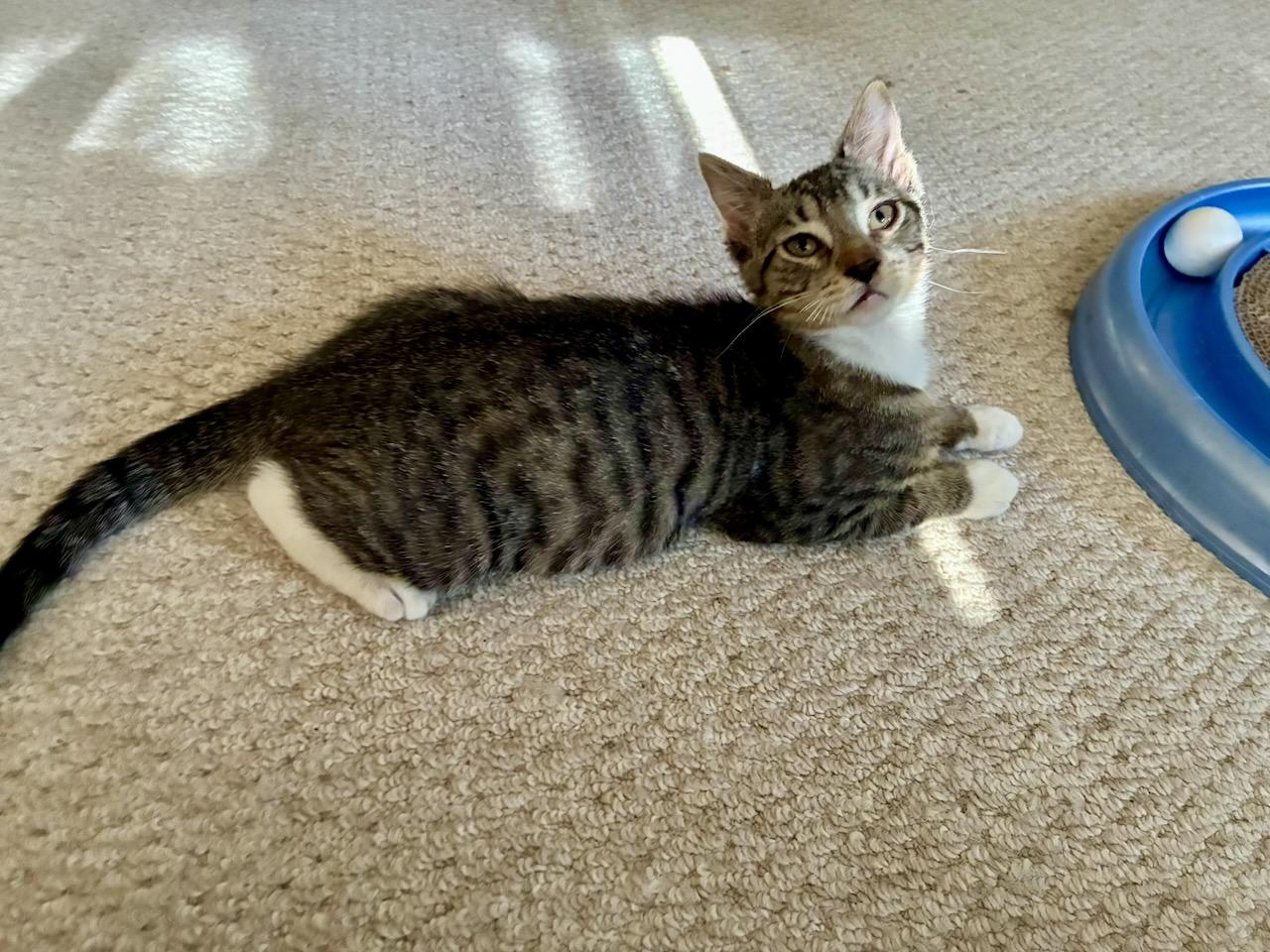 Emil, a ADOPTABLE Tabby in River Edge, NJ image 4/6