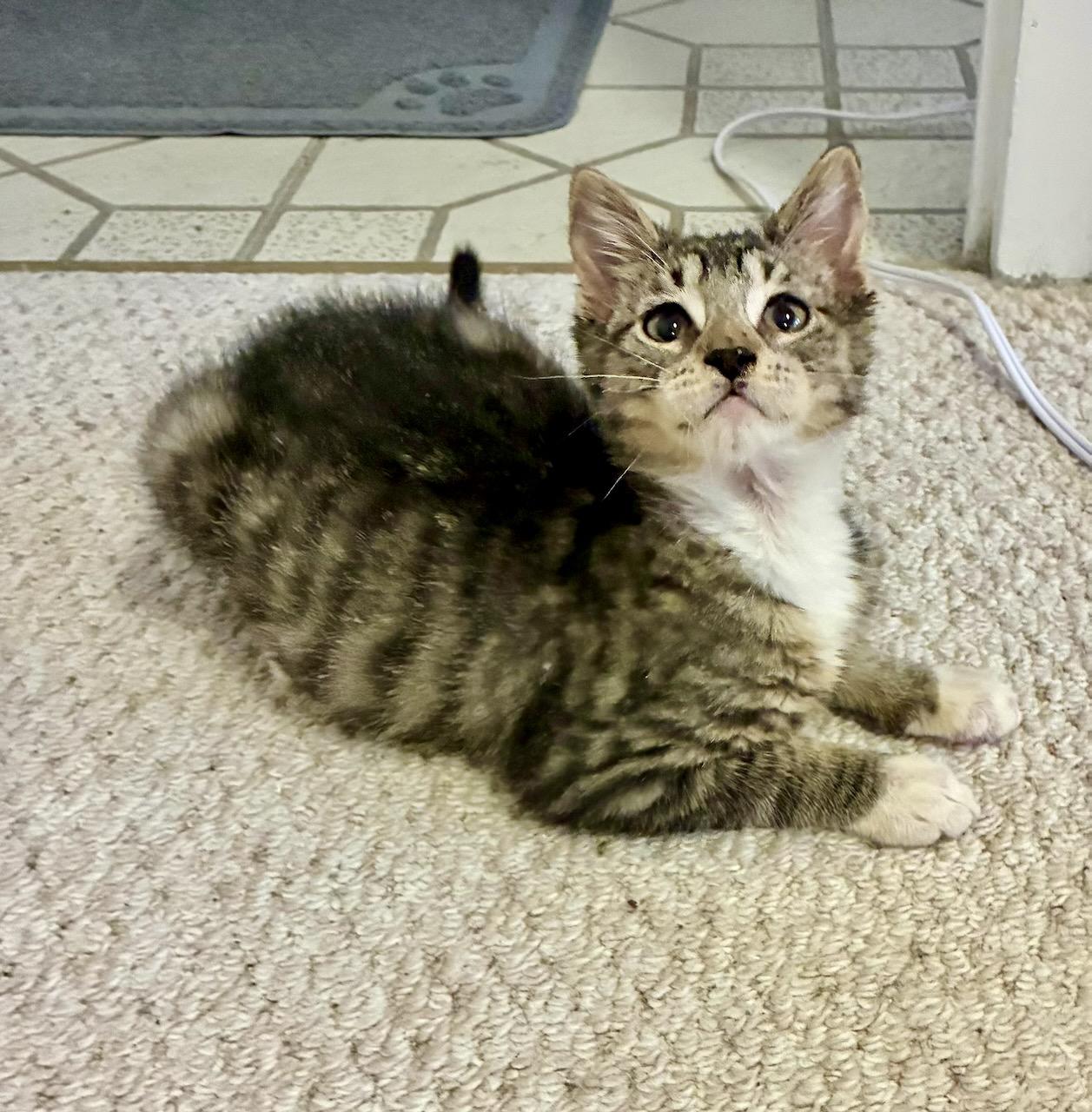 Emil, a ADOPTABLE Tabby in River Edge, NJ image 2/6