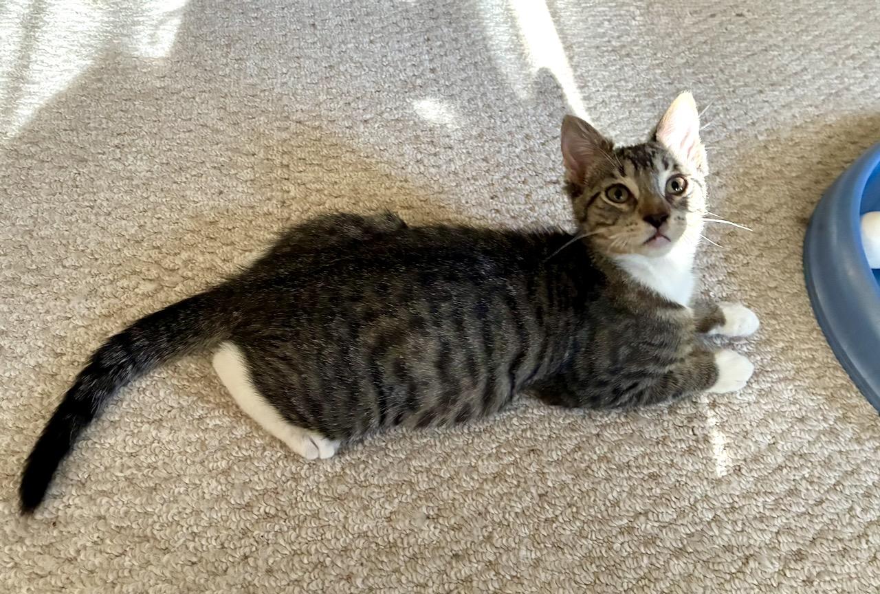 Emil, a ADOPTABLE Tabby in River Edge, NJ image 3/6