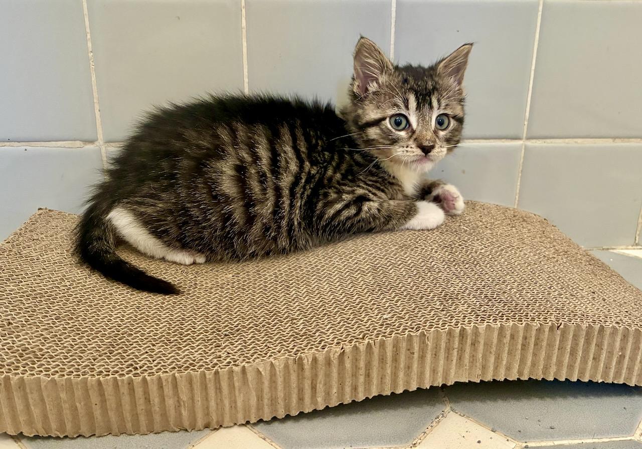Emil, a ADOPTABLE Tabby in River Edge, NJ image 4/6
