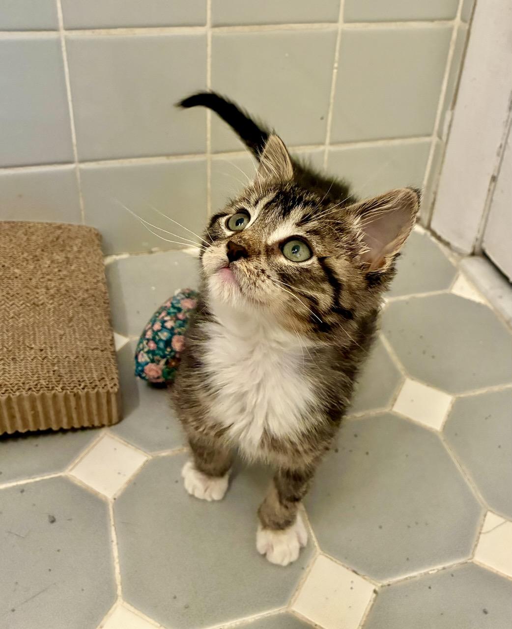 Emil, a ADOPTABLE Tabby in River Edge, NJ image 5/6
