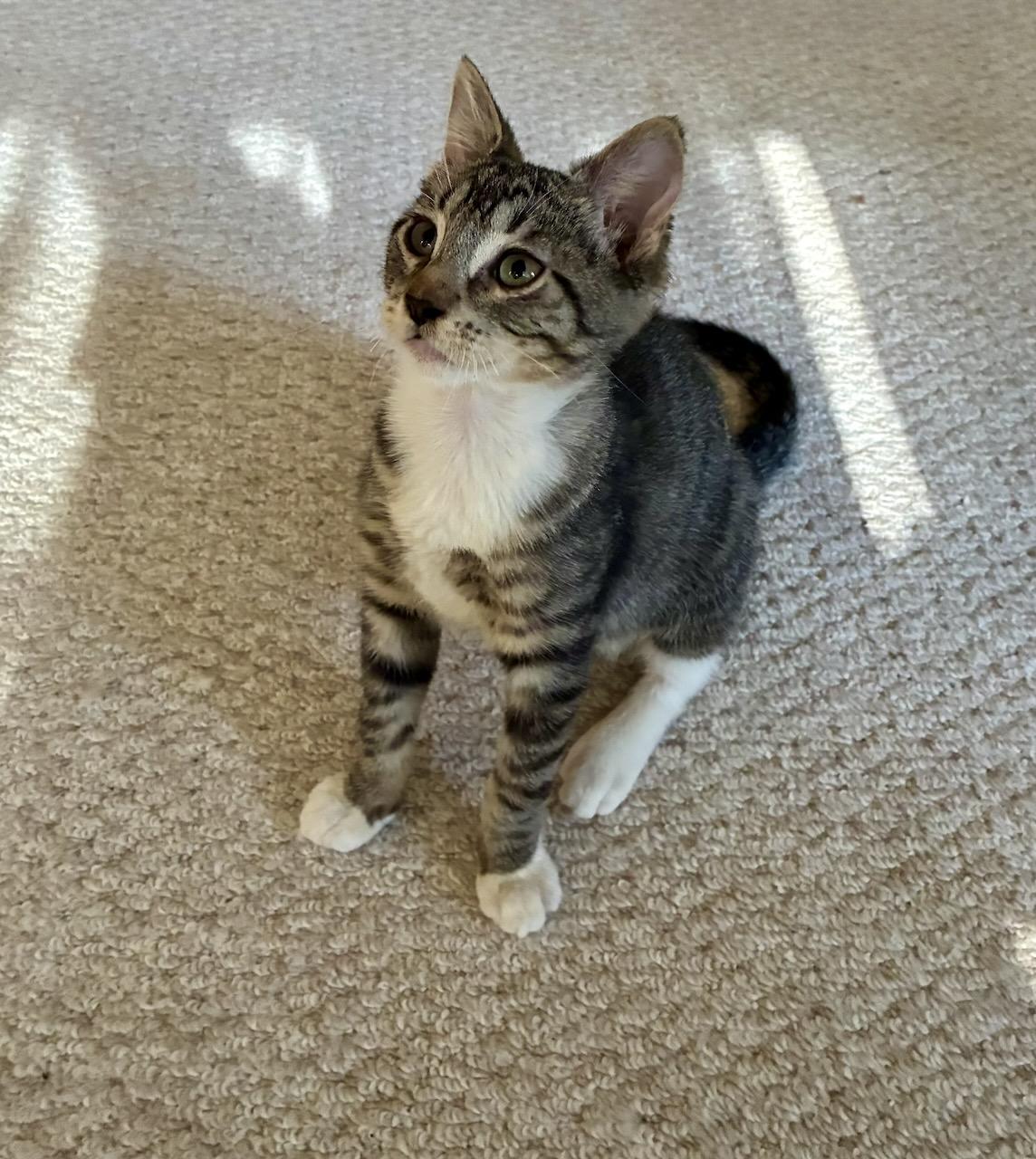 Emil, a ADOPTABLE Tabby in River Edge, NJ image 1/6
