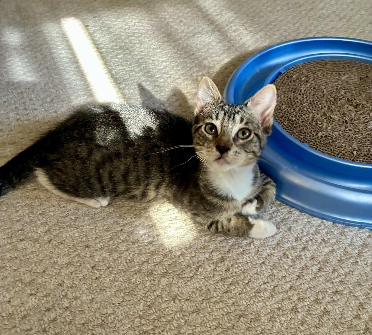 Emil, a ADOPTABLE Tabby in River Edge, NJ image 2/6