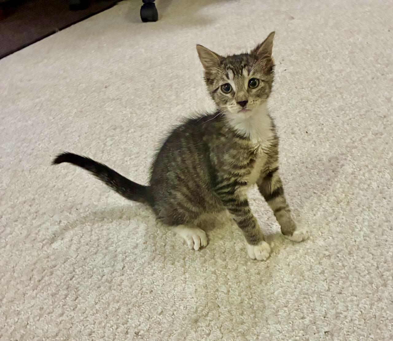 Emil, a ADOPTABLE Tabby in River Edge, NJ image 1/6