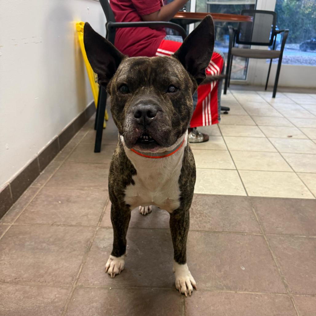 Enlarge Chappy 6298, a Adoptable Mixed Breed in Columbus, GA image 1/1