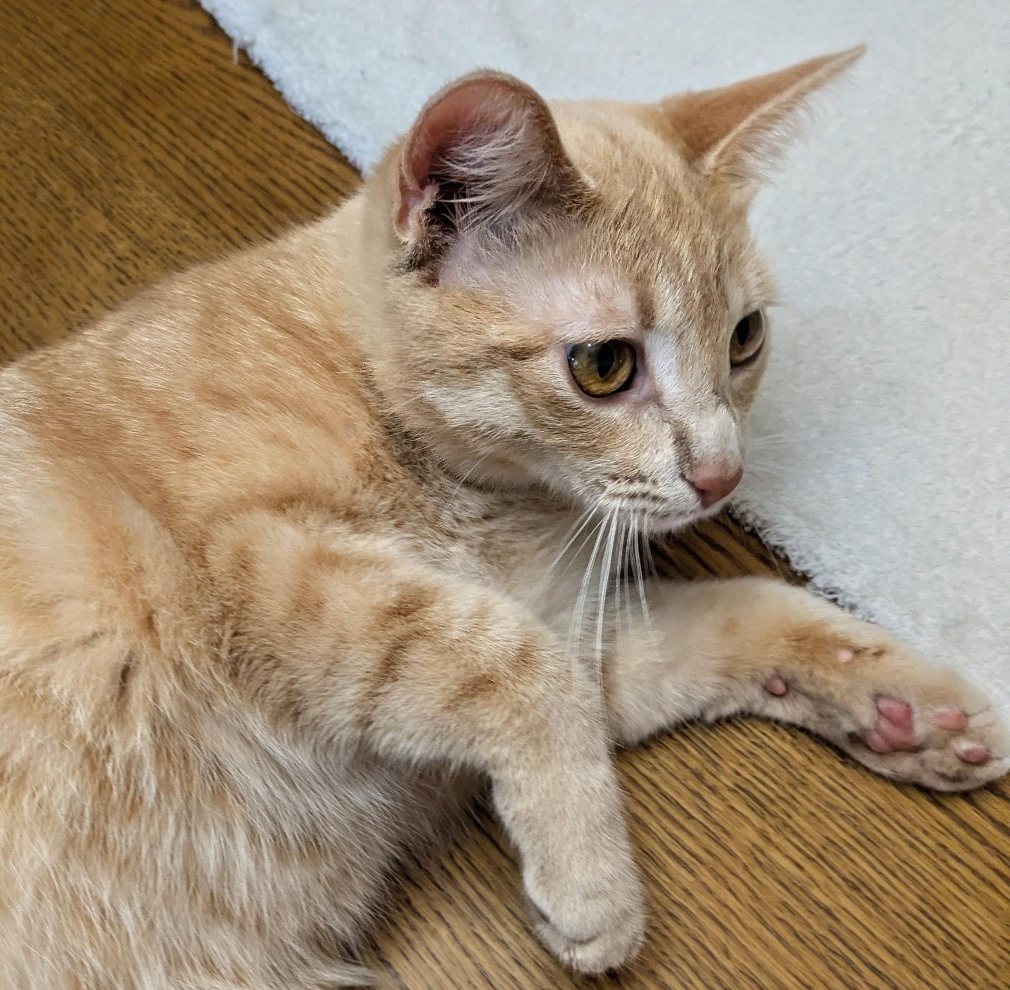 Enlarge Buffy, a Adoptable Domestic Short Hair in Mears, MI image 5/5