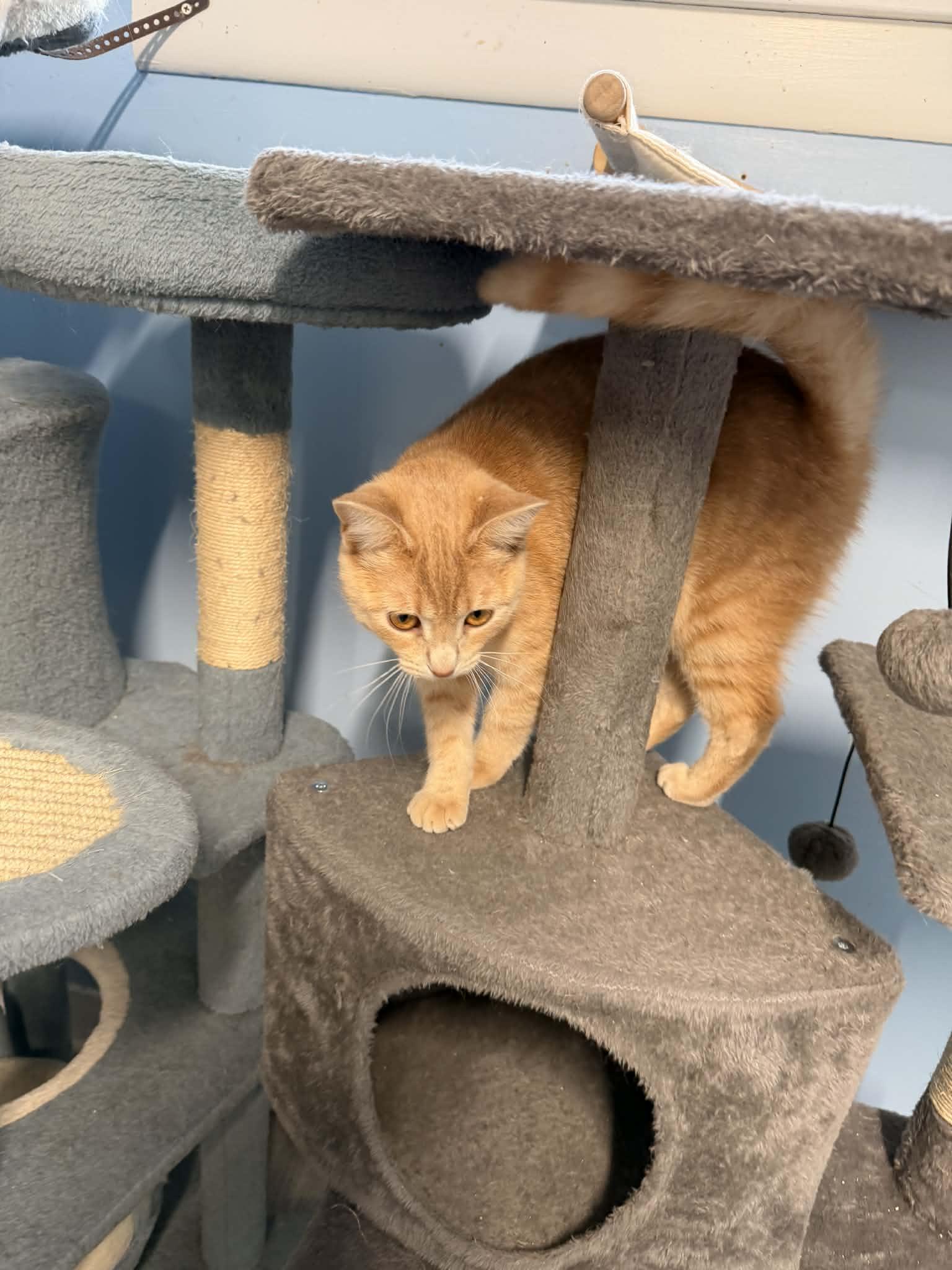 Buffy, Adoptable, Young Female Domestic Short Hair.