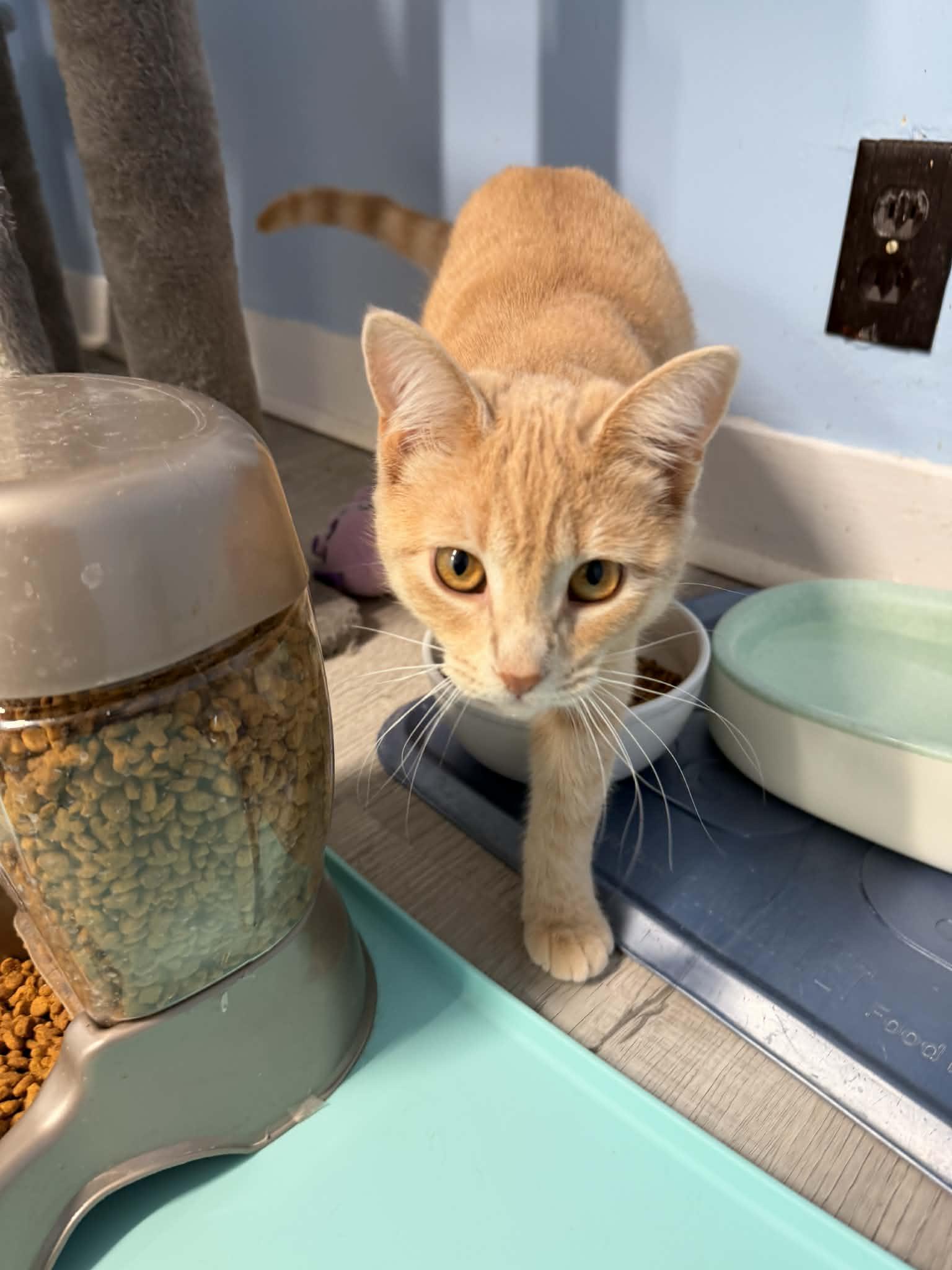 Enlarge Buffy, a Adoptable Domestic Short Hair in Mears, MI image 2/3