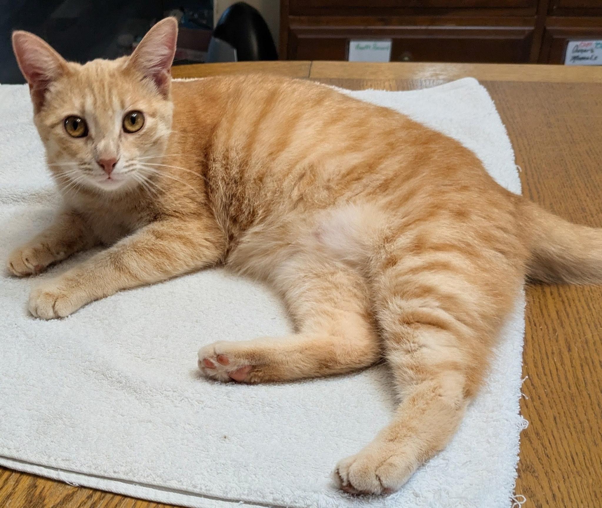 Buffy, Adoptable, Young Female Domestic Short Hair.
