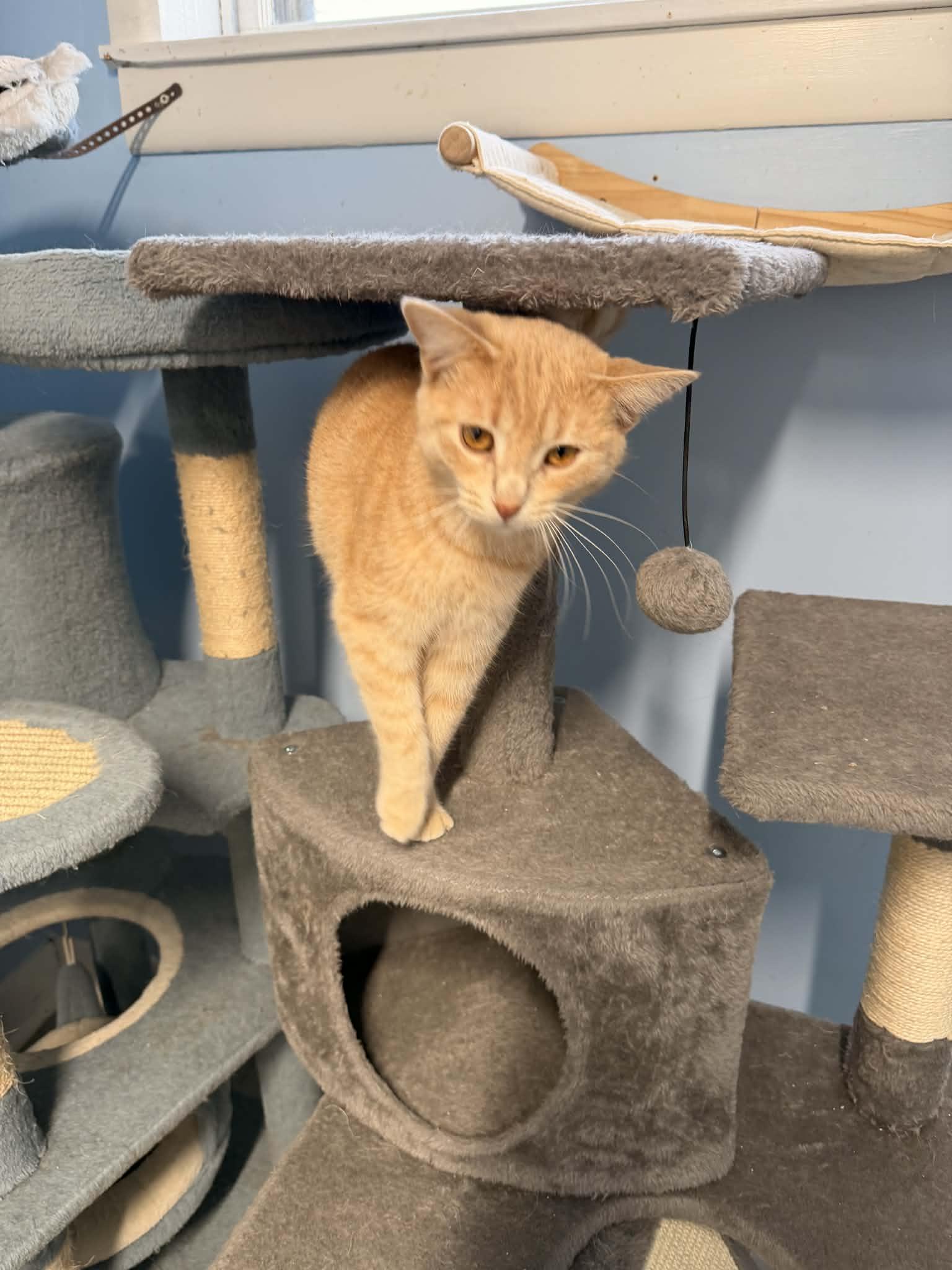 Enlarge Buffy, a Adoptable Domestic Short Hair in Mears, MI image 3/3