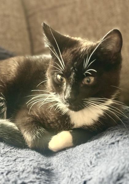 Luke, Adoptable, Kitten Male Domestic Short Hair & Domestic Short Hair.