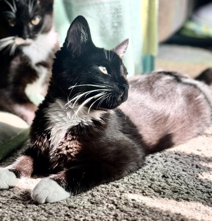 Luke, Adoptable, Kitten Male Domestic Short Hair & Domestic Short Hair.