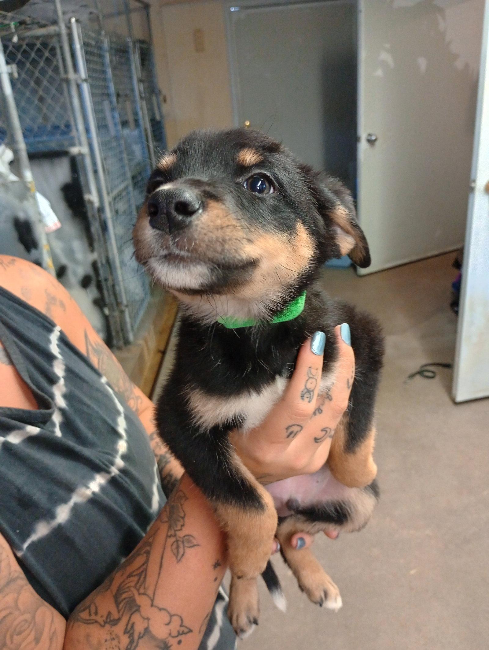 Enlarge Churro, a Adopted mixed breed in Monte Vista, CO image 1/1